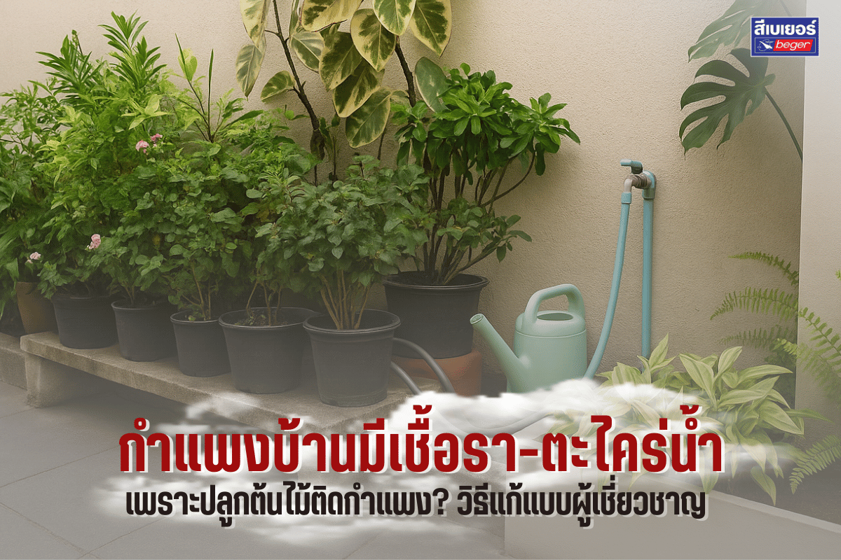 กำแพงบ้านมีเชื้อรา