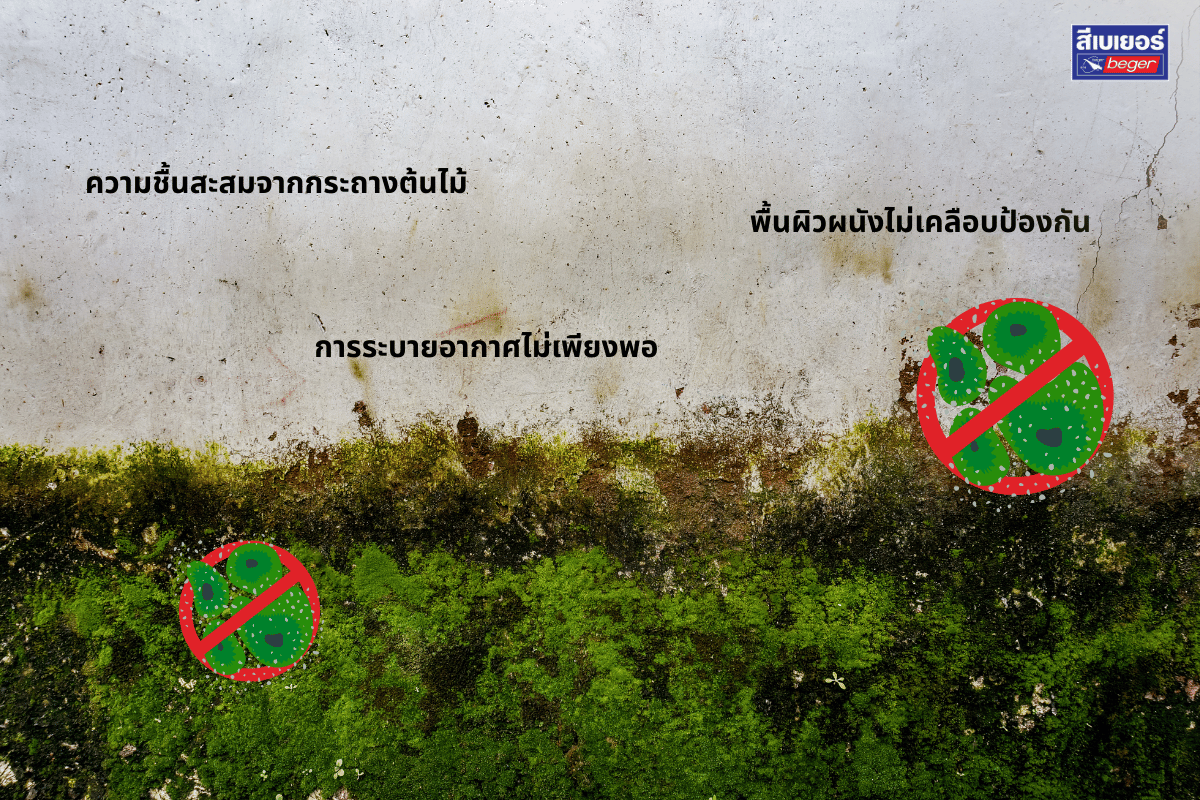 เชื้อราตะไคร้น้ำ