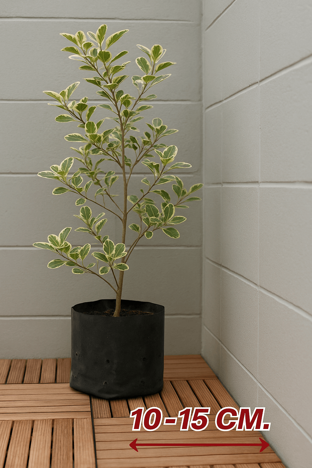 ระยะวางกระถางต้นไม้