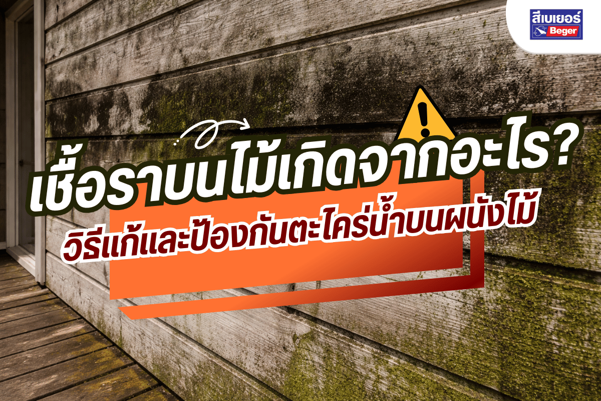 เชื้อราบนไม้